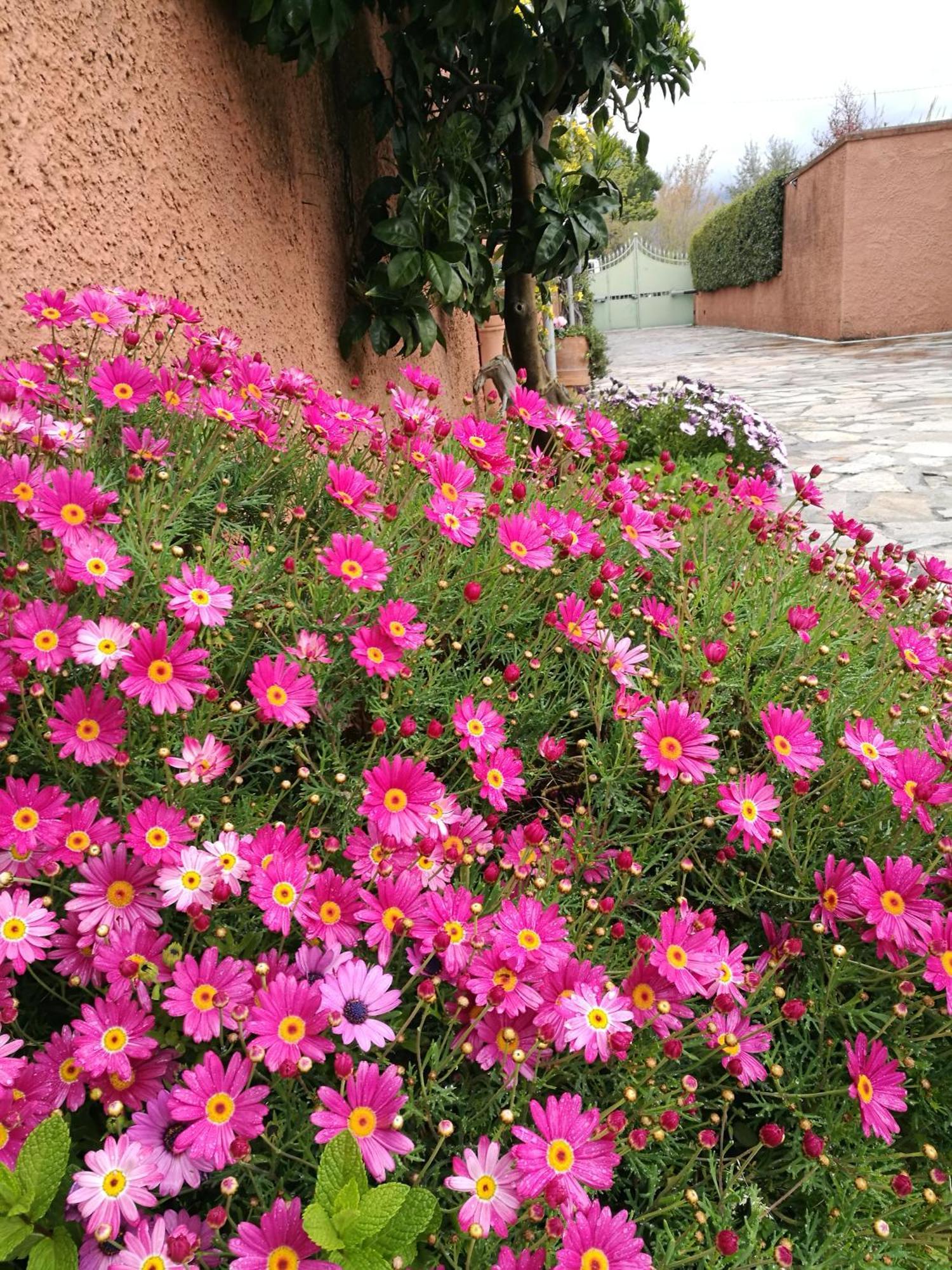 Giusy Bed And Breakfast Marina Di Carrara Exterior foto